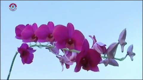 img_flower01.jpg