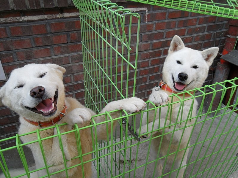 豊山犬