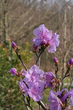 Rhododendron_mucronulatum01.jpg